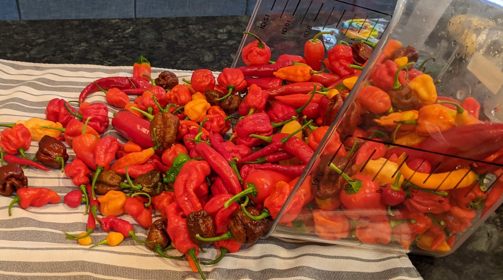 Front zipper pouch with included key ring.